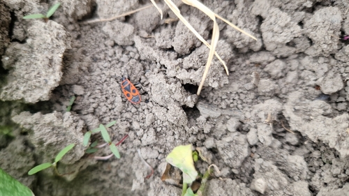 European Firebug