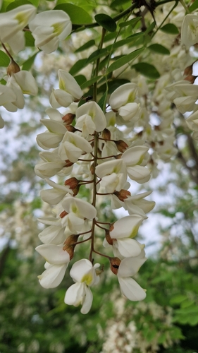 black locust