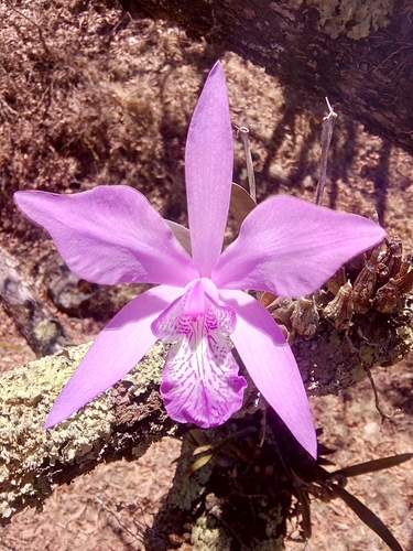 Laelia