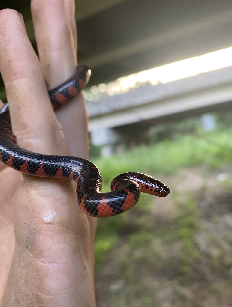 Mud Snake Rings Mudsnake in May 2024 by Carl Hooton. Beautiful eastern mud snake near ...