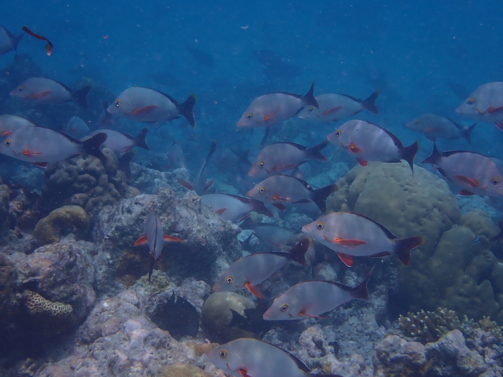 Humpback Snapper
