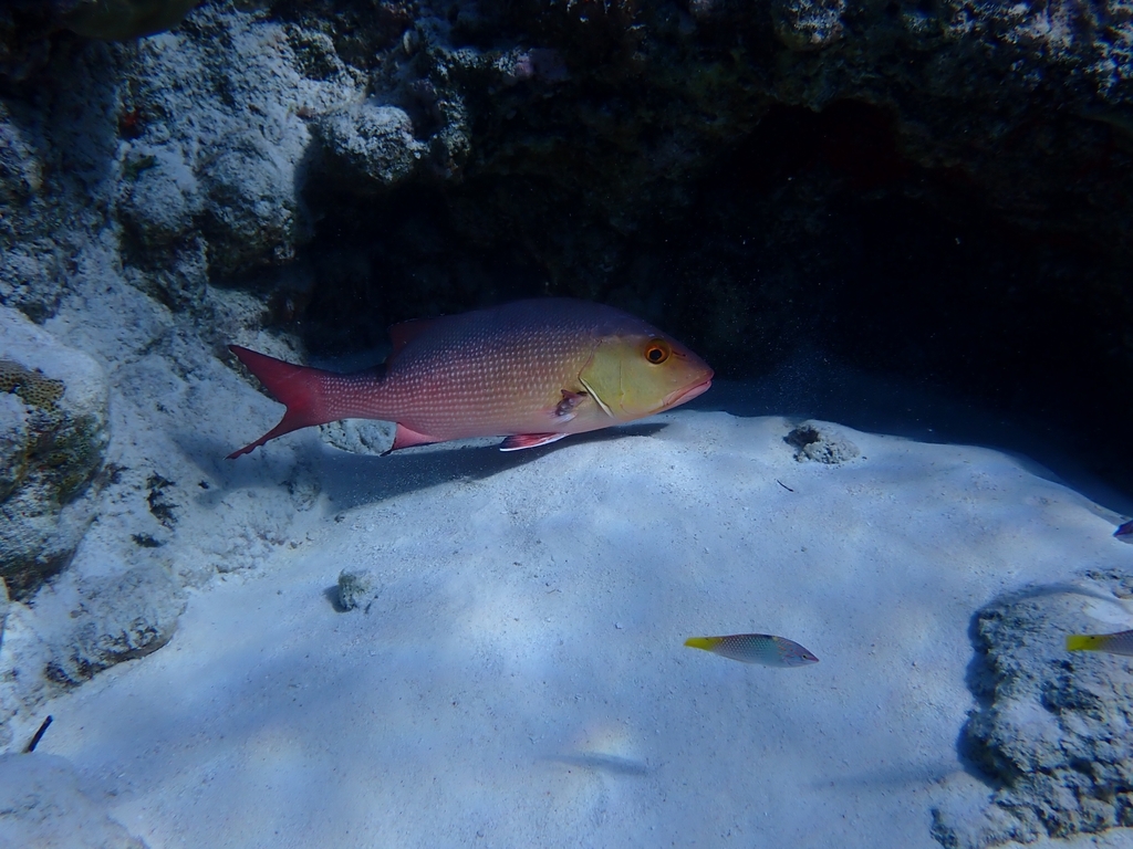 Red Snapper