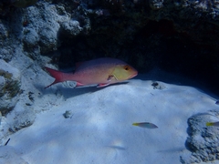 Red Snapper