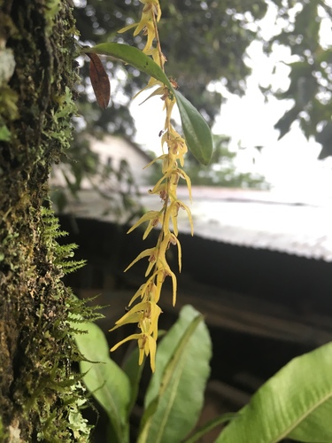 Anathallis Wildflowers living in South America