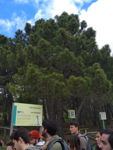 Avistamiento Pino Gallego