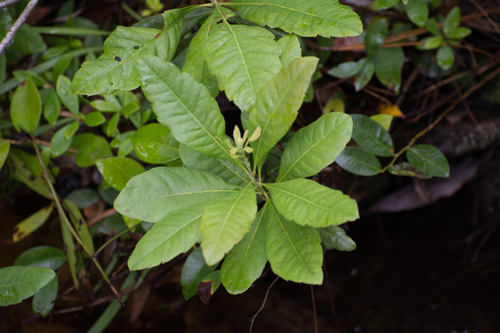 Morella caroliniensis (Mill.) Small