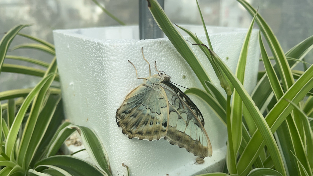 Brushfooted Butterflies from Fort Wayne on May 23, 2024 at 0517 PM by