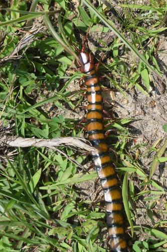 Red-headed Centipede