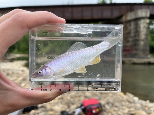 Steelcolor Shiner
