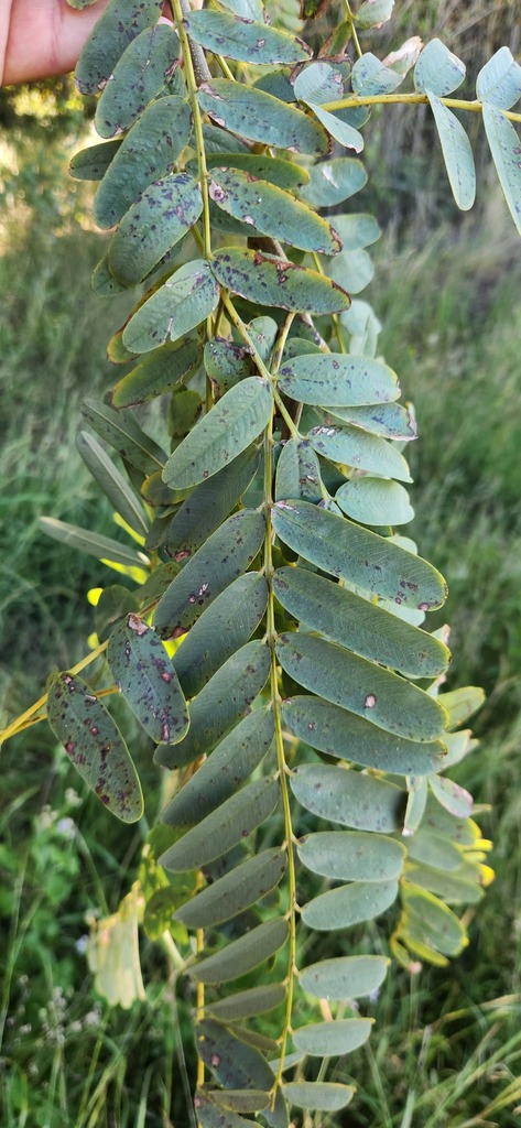 Lebec Tree lebbeck from Burnett Heads QLD 4670, Australia on May 23, 2024 at 12:33 ...