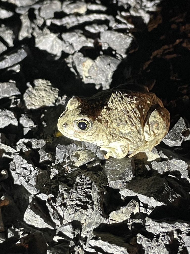 Great Basin Spadefoot in May 2024 by Elliott Bury · iNaturalist