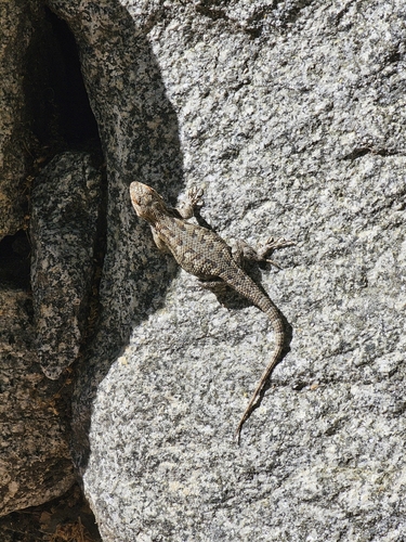 iNaturalist observation photo of Western Fence Lizard