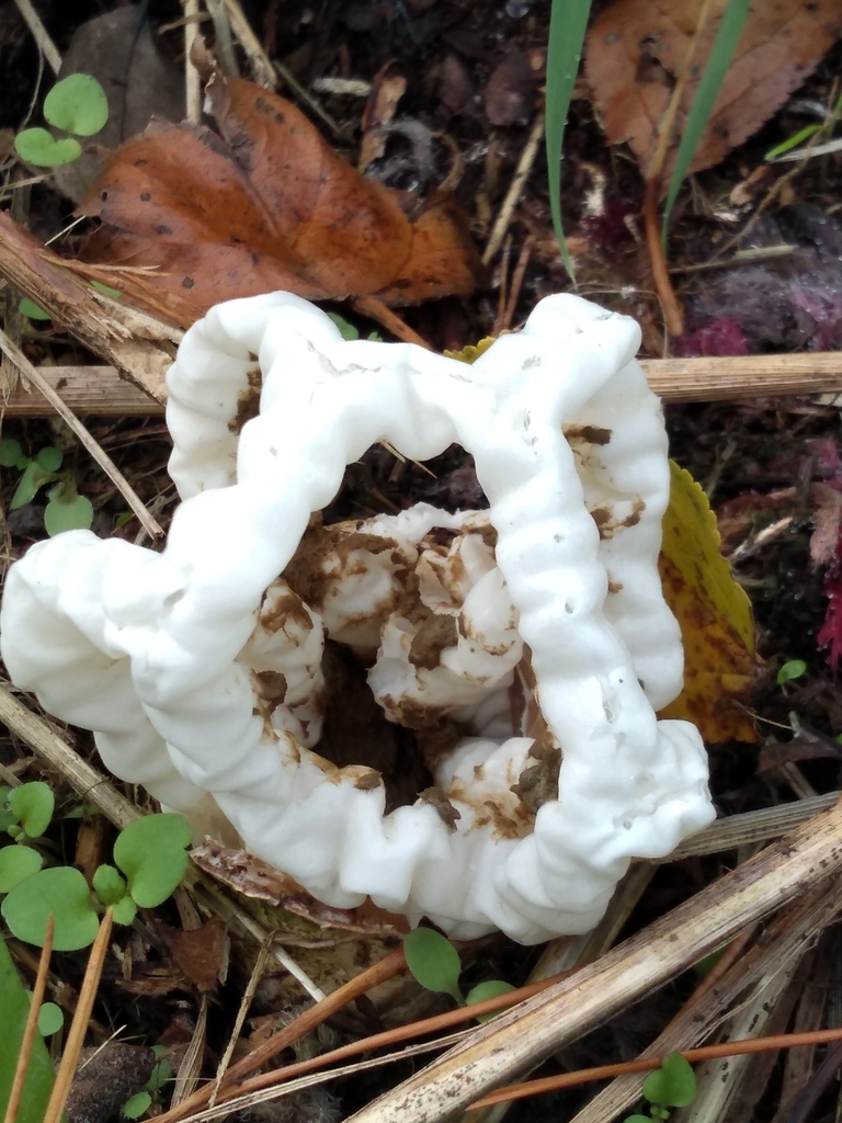 white basket fungus from 100C Hackthorne Rd, Cashmere, Christchurch