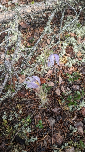 prairie pasqueflower