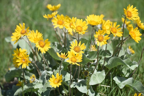 Balsamorhiza sagittata
