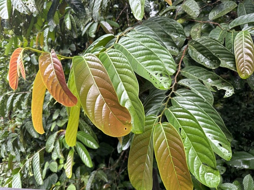 Malagangai (Potoxylon melagangai)