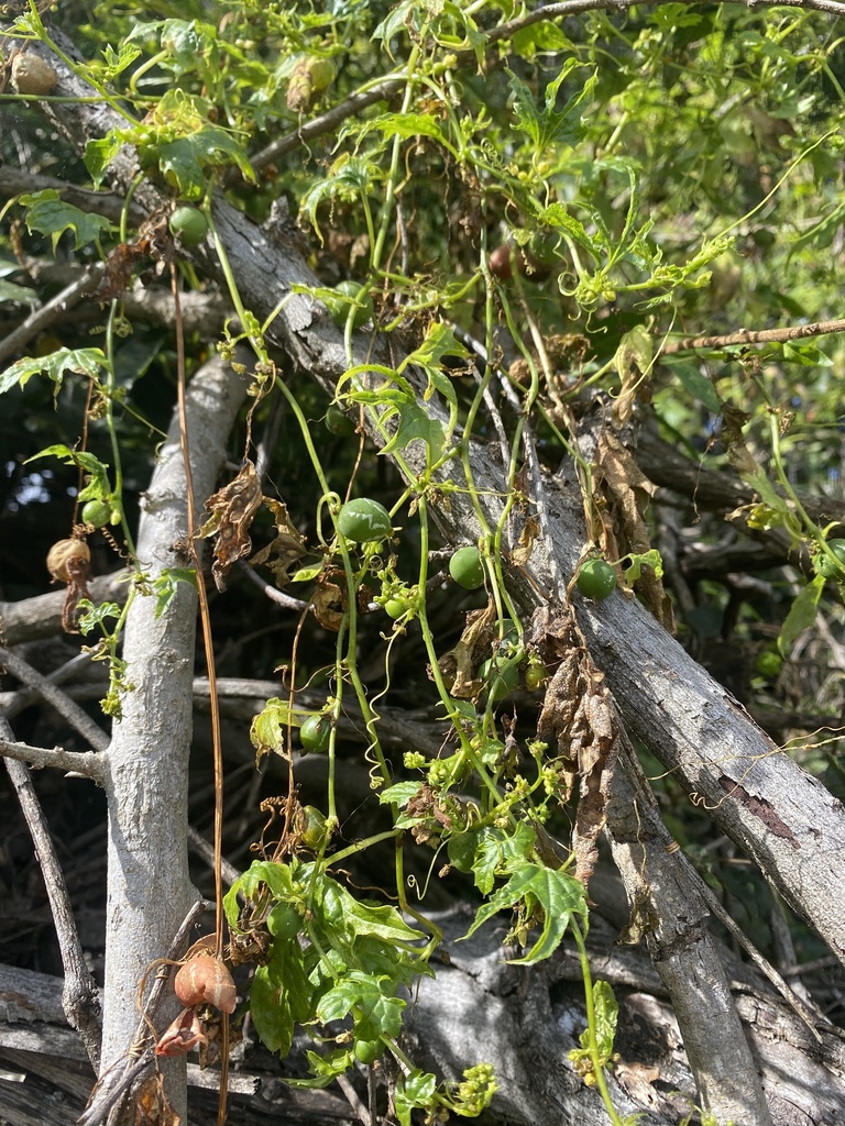Native Bryony from Cannon Creek Rd, Cannon Creek, QLD, AU on May 24 ...