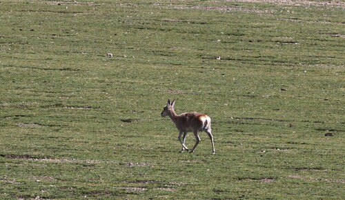 Tibetan Gazelle