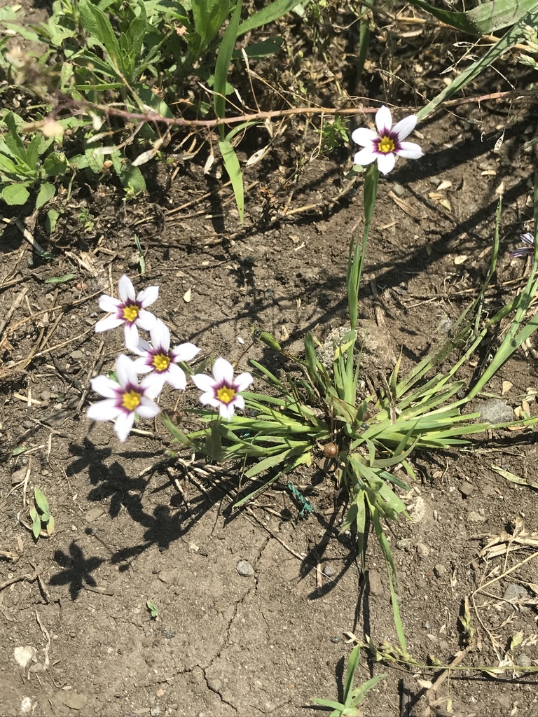 Sisyrinchium Rosulatum Desde 芹沢2268 茅ヶ崎市 神奈川県 Jp El 11 De Mayo De 19 A Las 11 42 De 川原ゆい Natusfera