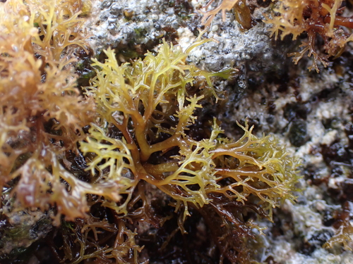 Dermonema