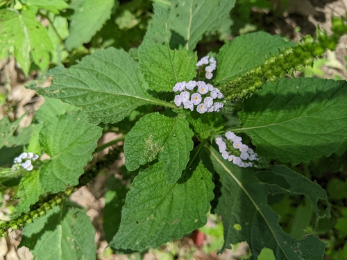Indian Heliotrope