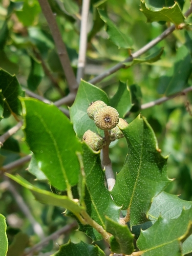 Quercus × eborense