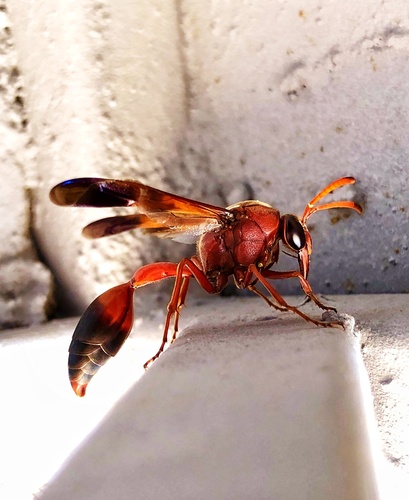 Delta dimidiatipenne