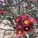 Cylindropuntia thurberi versicolor - Photo (c) Brian J. Enquist, כל הזכויות שמורות, uploaded by Brian J. Enquist