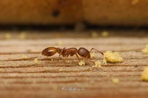 Temnothorax italicusTemnothorax italicus