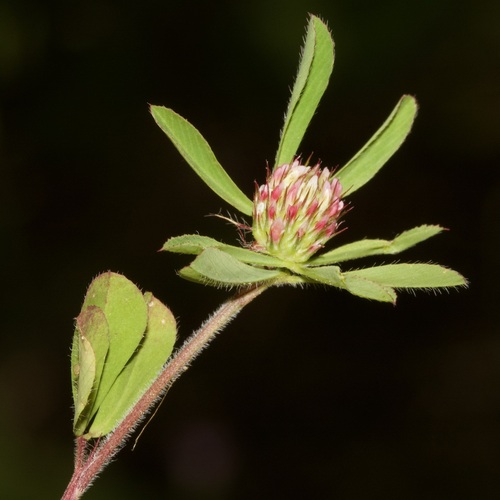 Trifolium bocconei