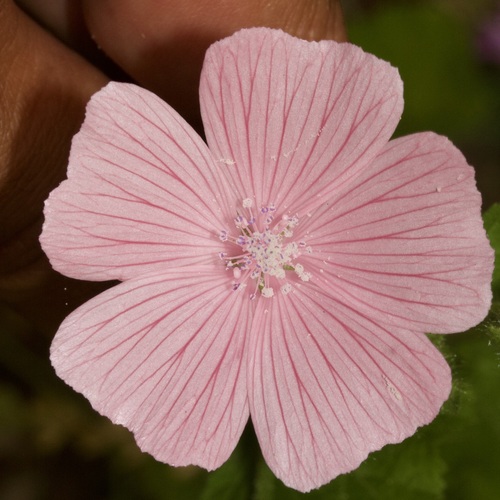 Malva hispanica L.