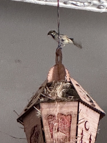 House Sparrow