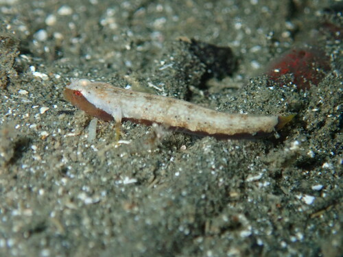 Gobulus