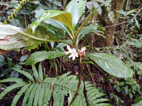 Cyrtandra wallichii