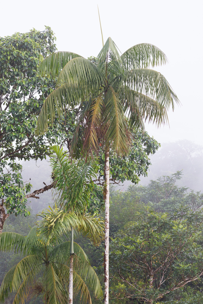 Palma de açaí