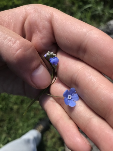 Omphalodes nitida