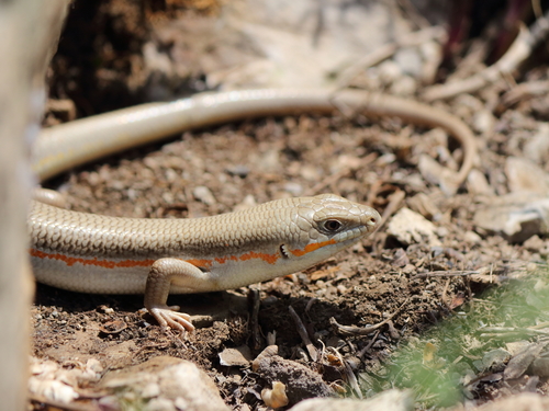 Schneider's Skink