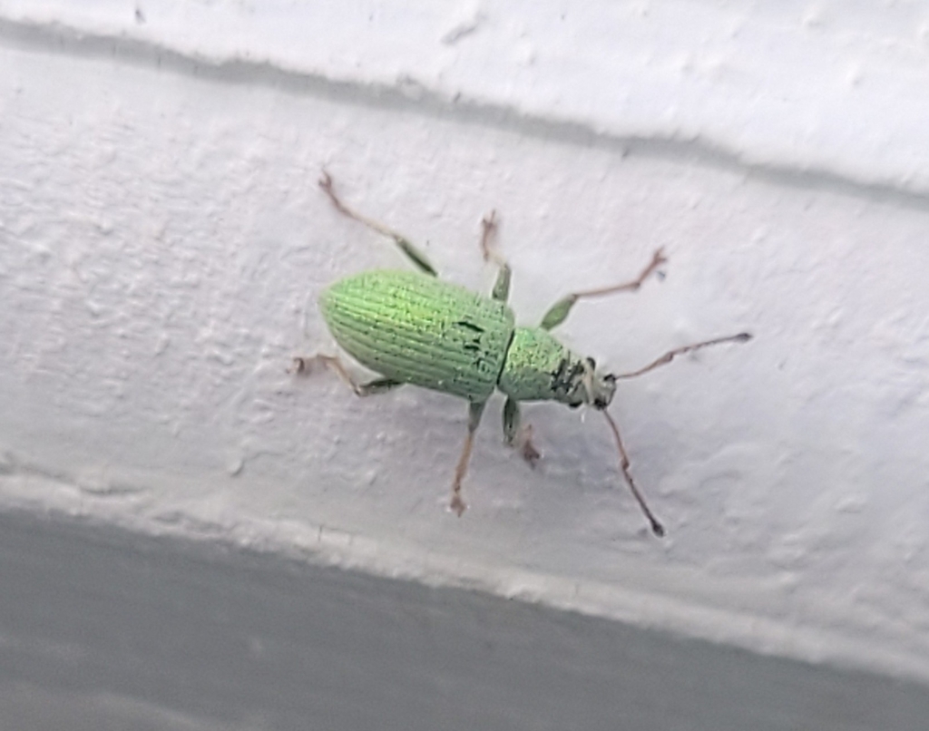 Green Immigrant Leaf Weevil From 8960 Randers Danmark On May 24 2024 green-immigrant-leaf-weevil-from-8960-randers-danmark-on-may-24-2024