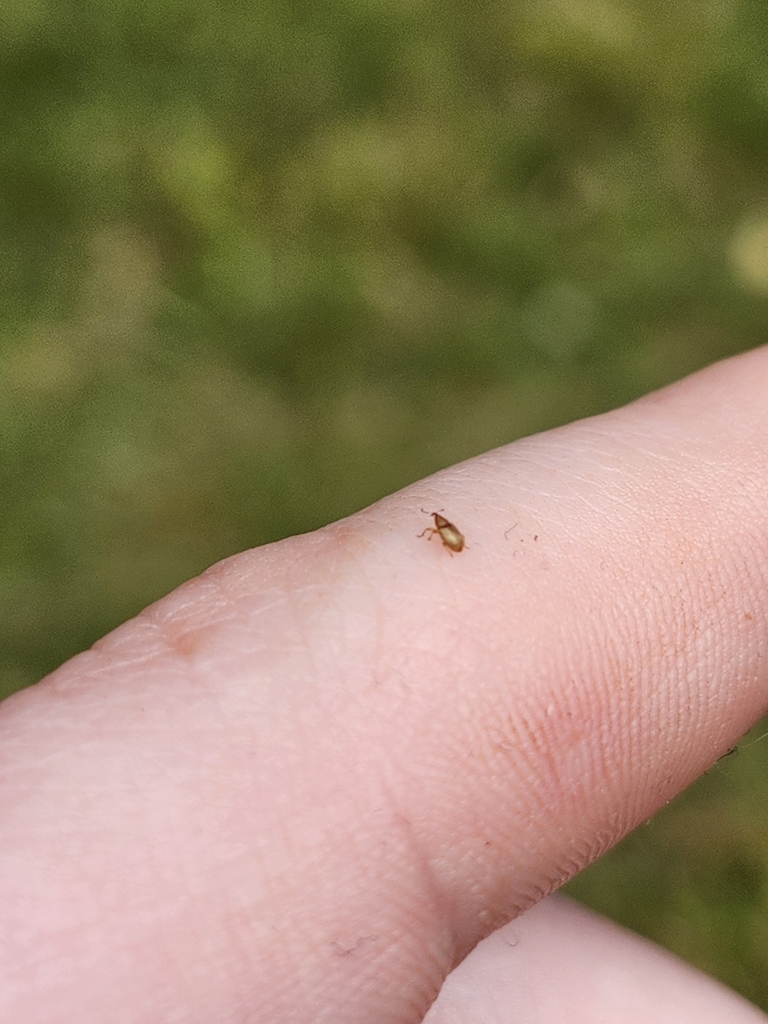 Neomycta in May 2024 by Sebastian Boyd. Lots of tiny weevils in the ...