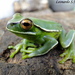 Mundo Novo Tree Frog - Photo (c) Leonardo de Souza Machado, all rights reserved, uploaded by Leonardo de Souza Machado