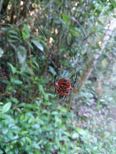 Tropical Orb Weaver