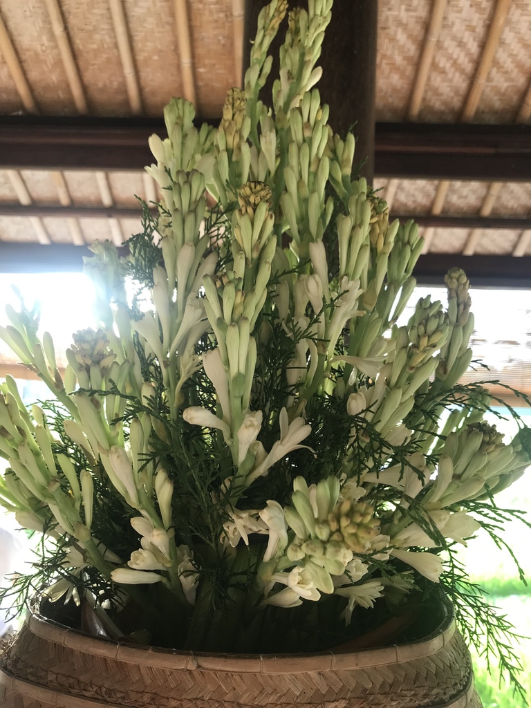 novia Metropolitano Sueño áspero Nardo (Polianthes tuberosa) · NaturaLista Mexico