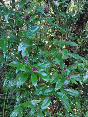 Palicourea colorata