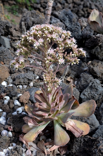 Aeonium hierrense (R.P.Murray) Pit. & Proust