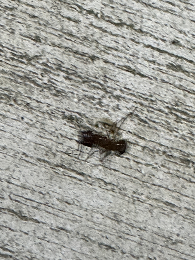 Winged and Once-winged Insects from Huckleberry Rd, Hawthorne, FL, US ...