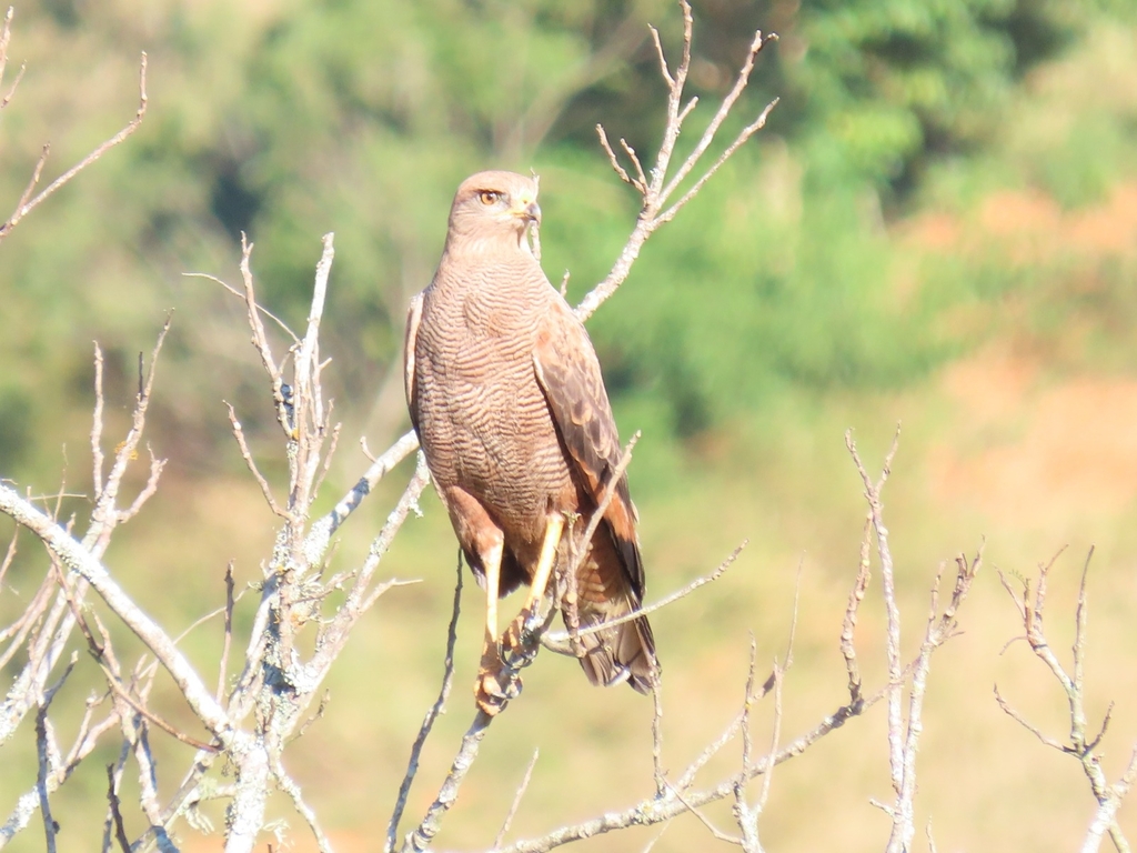 Hawks From Rio Savanna Hawk from São João Marcos, Rio Claro - RJ, 27460-000, Brasil by ...