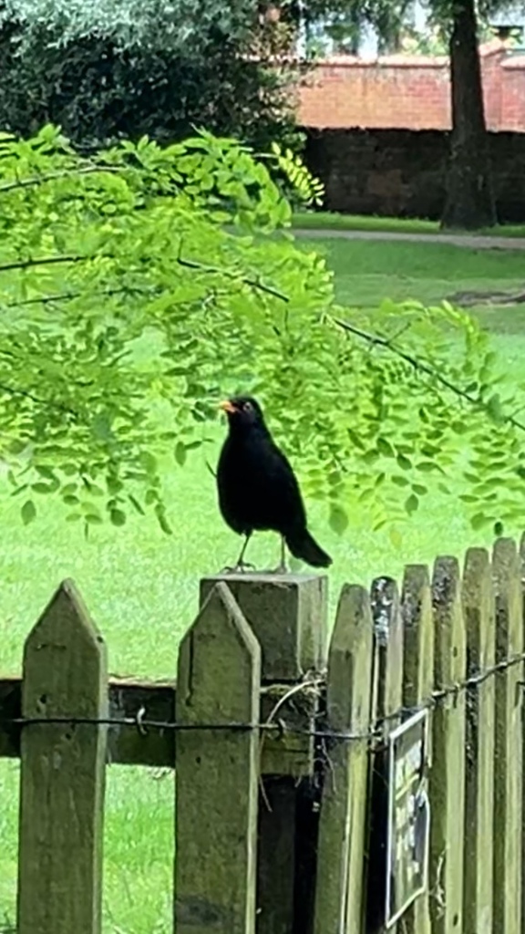 Eurasian Blackbird from Seven Meadows Road, Stratford-Upon-Avon ...