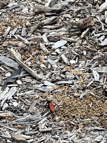 iNaturalist observation photo of Thisbe's Tarantula-hawk Wasp