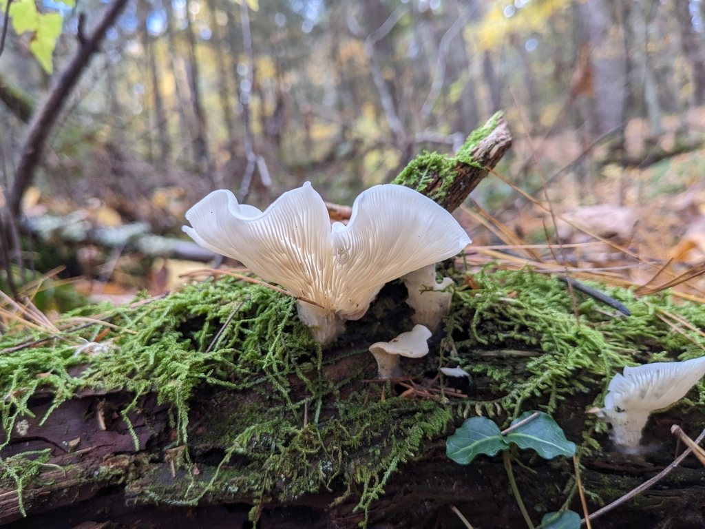 angel's wings from Granby, CT 06035, USA on October 22, 2023 at 11:51 ...