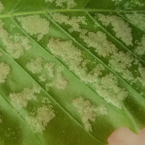 beech erineum mite